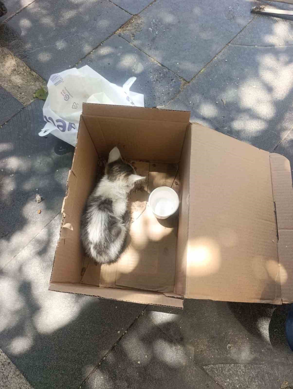 siirtte reklam panosuna sikisan yavru kedi afad ekiplerince kurtarildi 0 Bi8ZHYDf