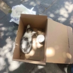 siirtte-reklam-panosuna-sikisan-yavru-kedi-afad-ekiplerince-kurtarildi-K5wi3XSE.jpg