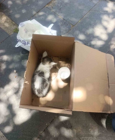 siirtte-reklam-panosuna-sikisan-yavru-kedi-afad-ekiplerince-kurtarildi-K5wi3XSE.jpg