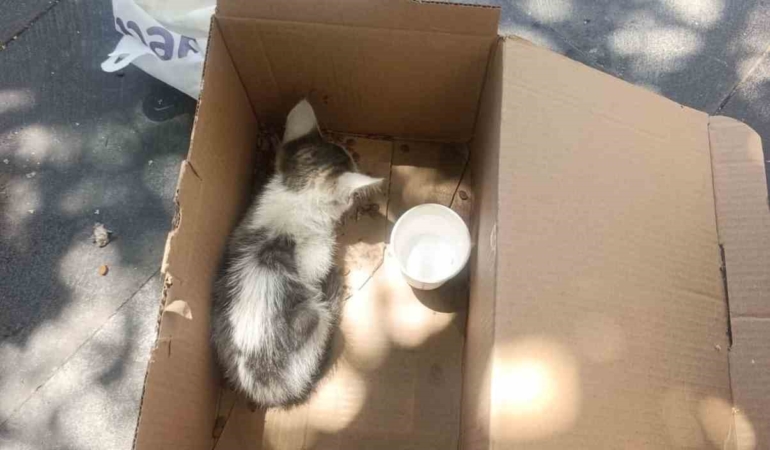 siirtte-reklam-panosuna-sikisan-yavru-kedi-afad-ekiplerince-kurtarildi-K5wi3XSE.jpg