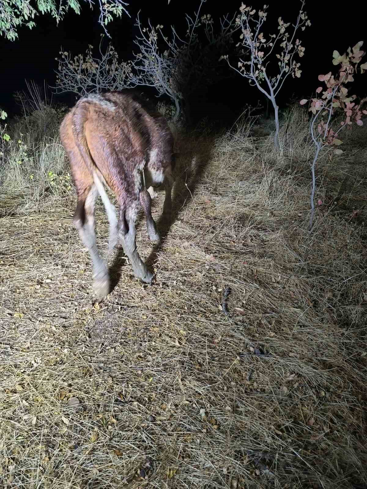 Siirt’te su kuyusuna düşen ineği ekipler kurtardı 7 siirtte su kuyusuna dusen inegi ekipler kurtardi 3 SARIKp7f