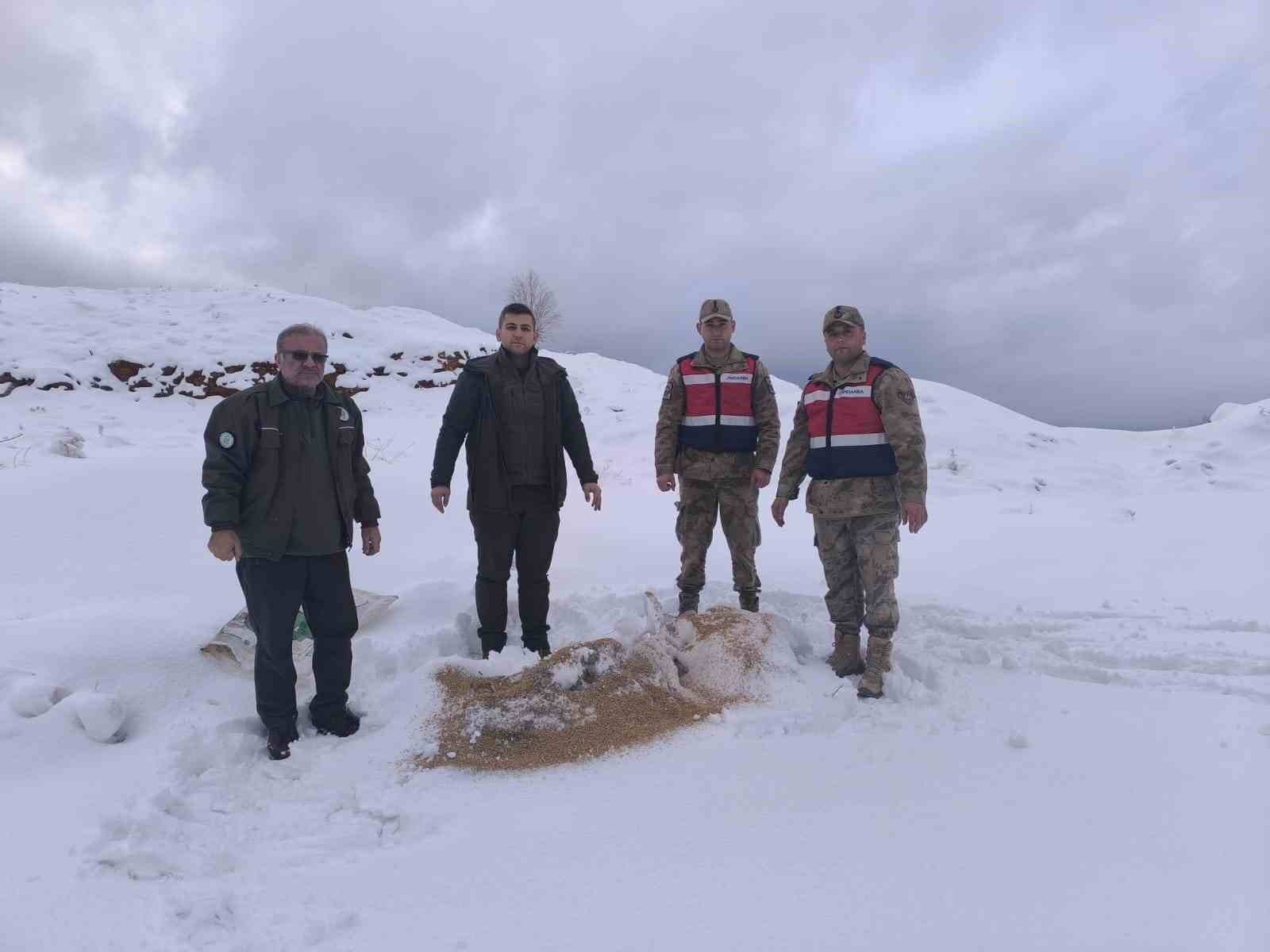 siirtte yaban hayvanlarina 750 kilo besi yemi birakildi 0 J5sPaMcu