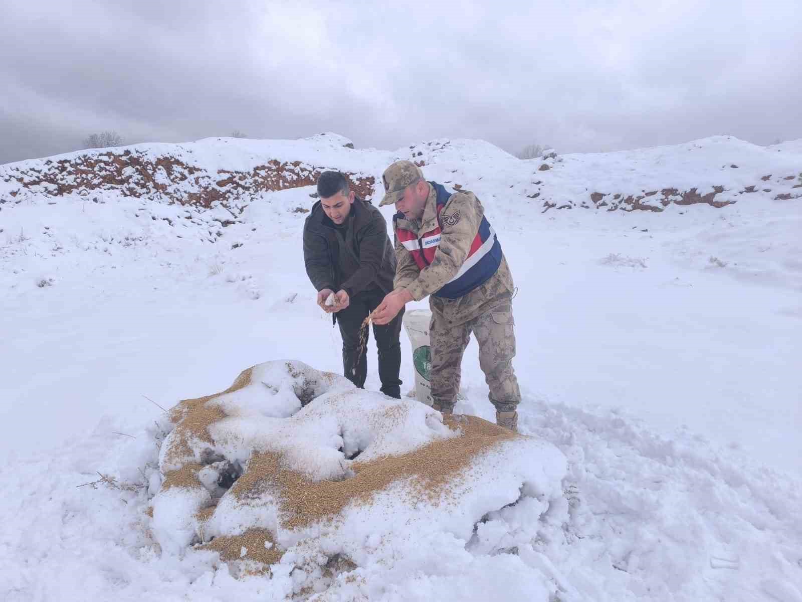 siirtte yaban hayvanlarina 750 kilo besi yemi birakildi 2 S8vc5YXk