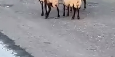 siirtte-zehirlendigi-iddia-edilen-32-kucukbas-hayvan-telef-oldu-GqP53cX1.jpg