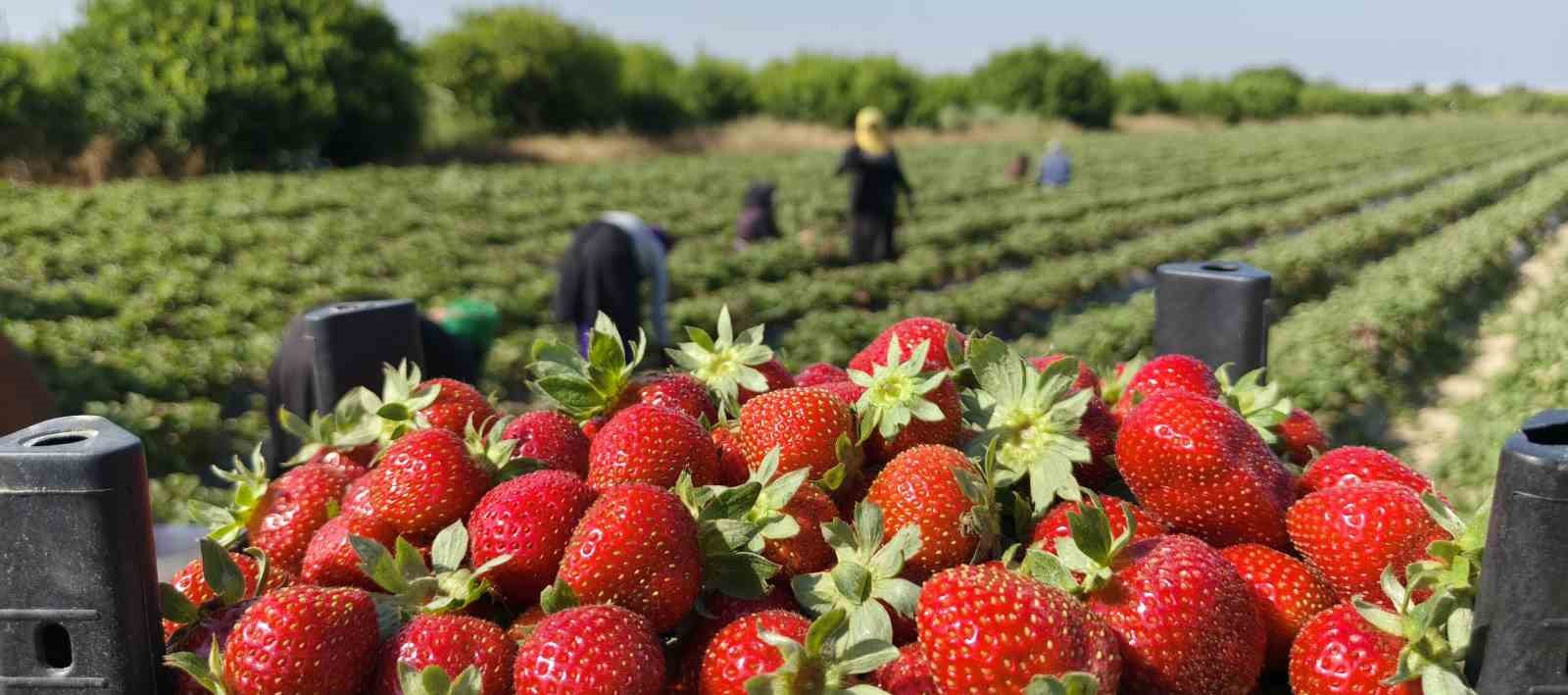 silifke cileginde hasadin sonuna gelindi 0