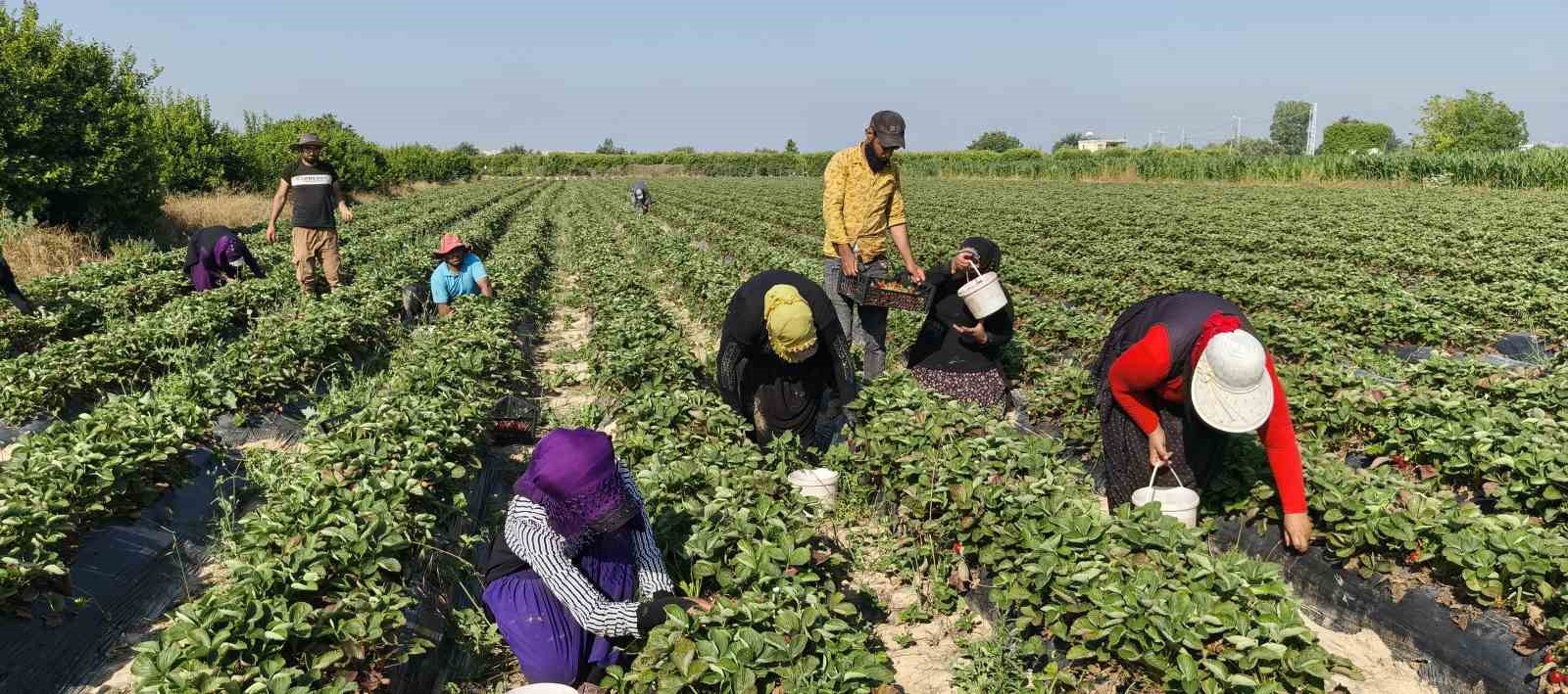 silifke cileginde hasadin sonuna gelindi 1