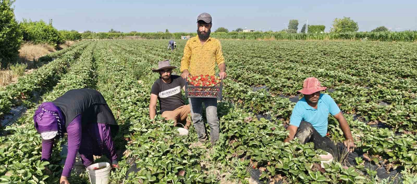 silifke cileginde hasadin sonuna gelindi 2 5Tm46Ypd