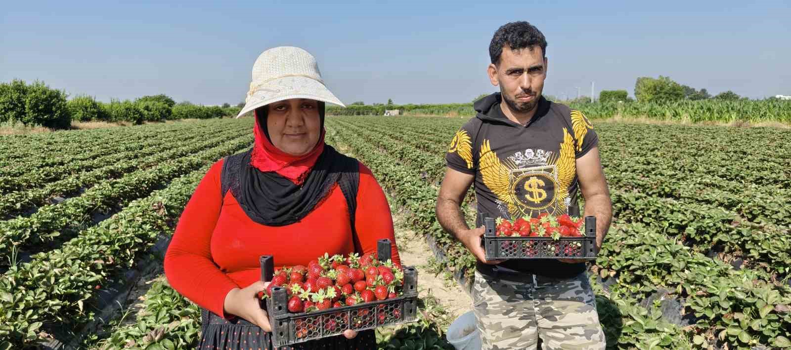 silifke cileginde hasadin sonuna gelindi 5 DKuXTA53