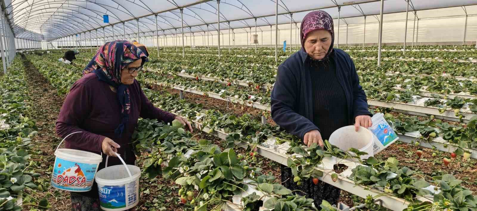 silifkede ortu alti cilekte bahar hasadi kilosu 140 ile 160 tl arasinda 2 X14ziUs2