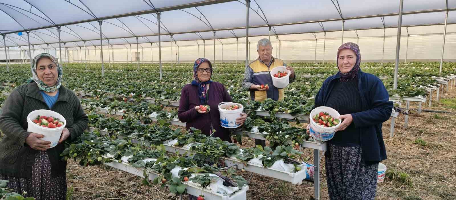 silifkede ortu alti cilekte bahar hasadi kilosu 140 ile 160 tl arasinda 3 LMAgOOhu