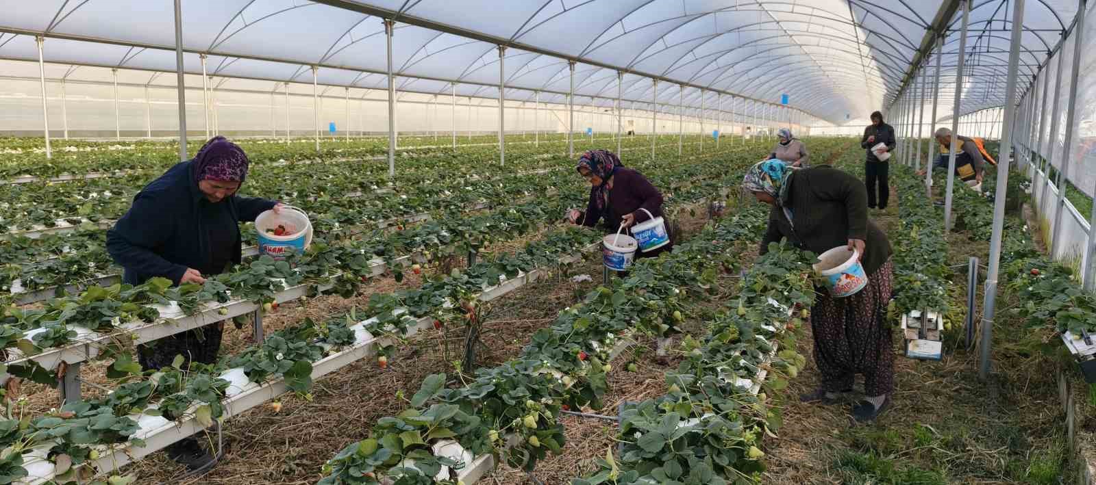 silifkede ortu alti cilekte bahar hasadi kilosu 140 ile 160 tl arasinda 4 MAp6vQSB