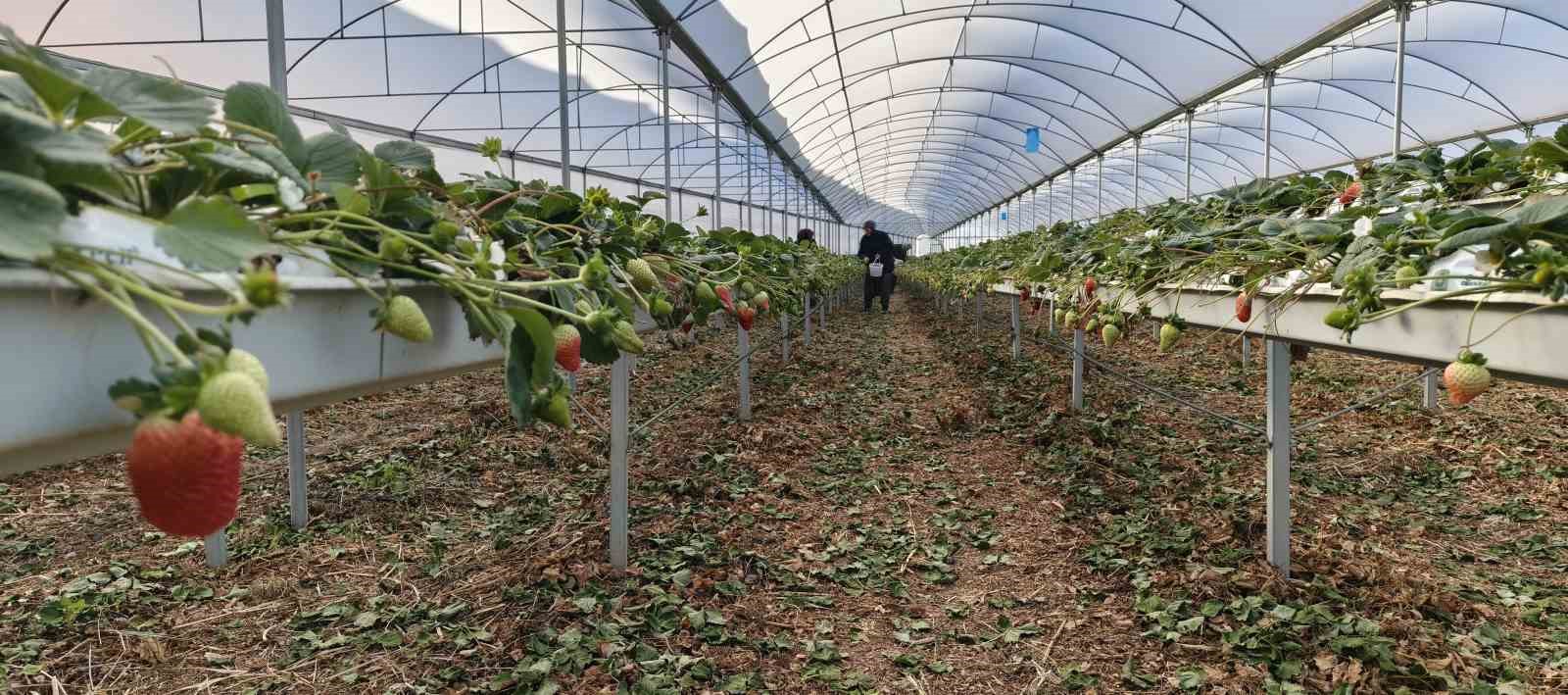 silifkede ortu alti cilekte bahar hasadi kilosu 140 ile 160 tl arasinda 5 cfAb7r8h
