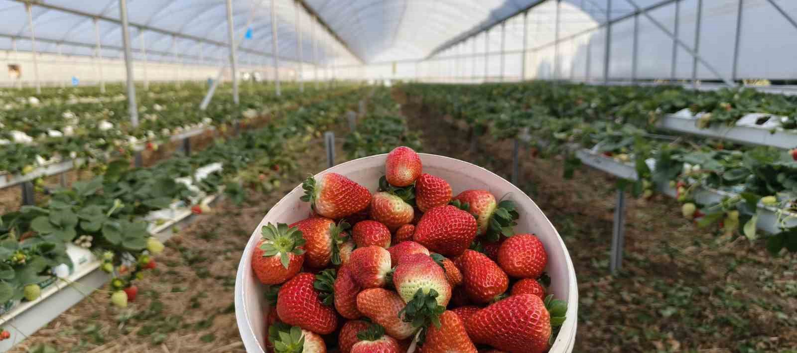 silifkede ortu alti cilekte bahar hasadi kilosu 140 ile 160 tl arasinda 6 FqdqXJMM