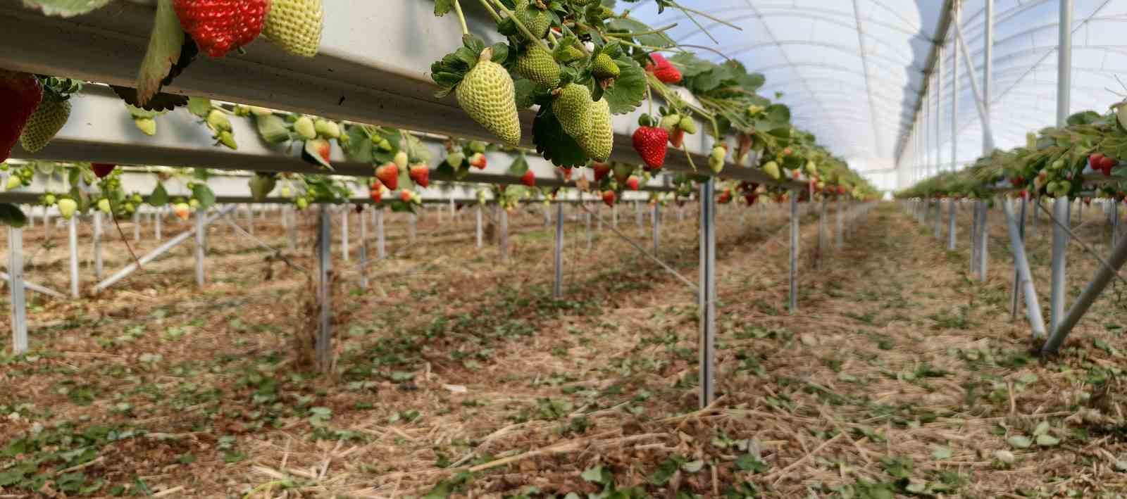 silifkede ortu alti cilekte bahar hasadi kilosu 140 ile 160 tl arasinda 7 7mIaMtwu