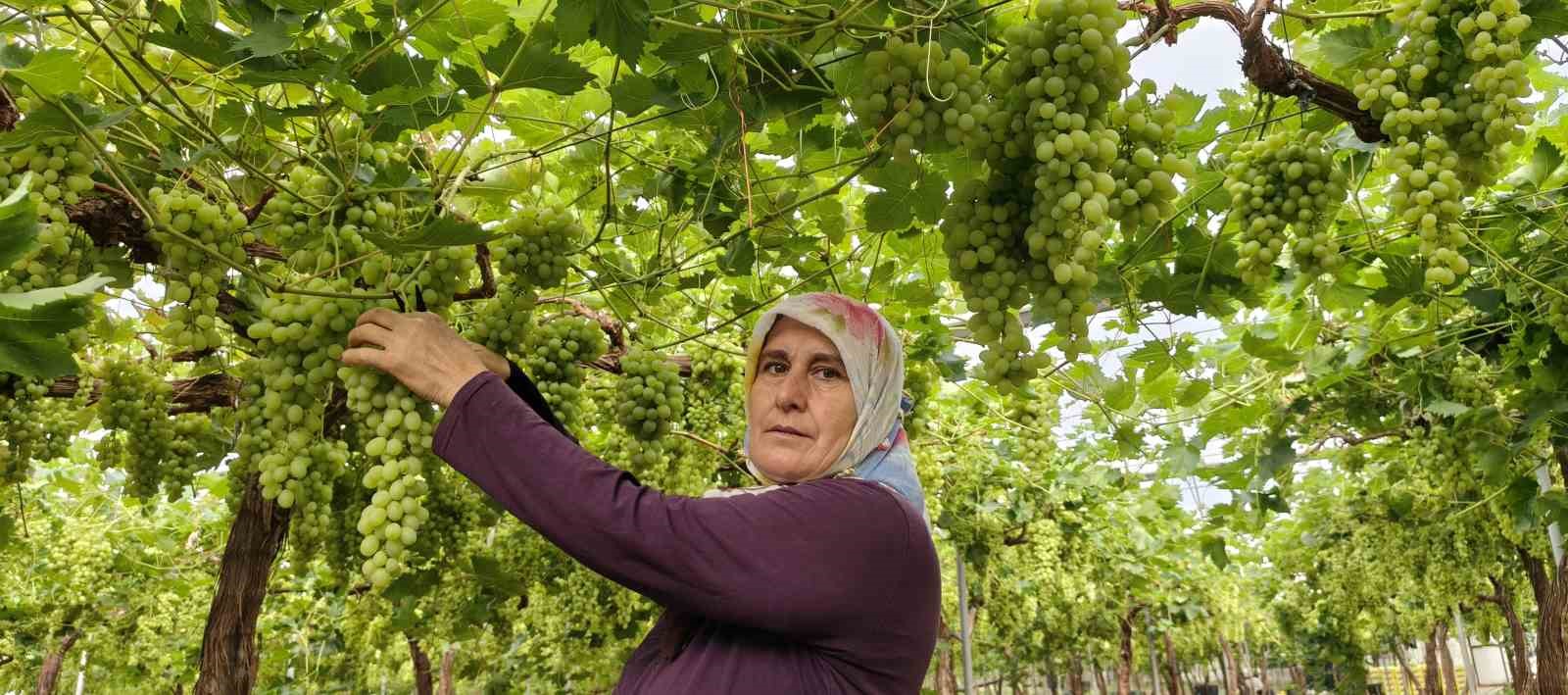 Silifke’de sezonun ilk üzümü hasat edildi, kilosu 600 TL’den ihraç edildi 5 silifkede sezonun ilk uzumu hasat edildi kilosu 600 tlden ihrac edildi 1 ggbpPlyS