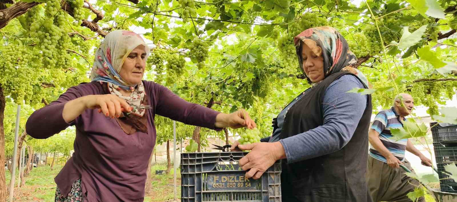 Silifke’de sezonun ilk üzümü hasat edildi, kilosu 600 TL’den ihraç edildi 6 silifkede sezonun ilk uzumu hasat edildi kilosu 600 tlden ihrac edildi 2 PbefOGlB