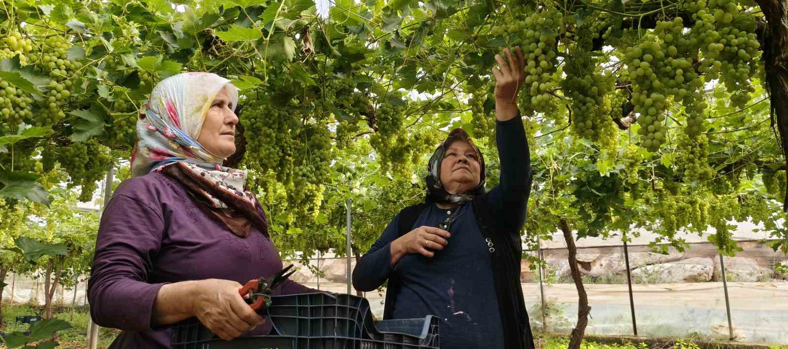 Silifke’de sezonun ilk üzümü hasat edildi, kilosu 600 TL’den ihraç edildi 7 silifkede sezonun ilk uzumu hasat edildi kilosu 600 tlden ihrac edildi 3 JPH8W8iS