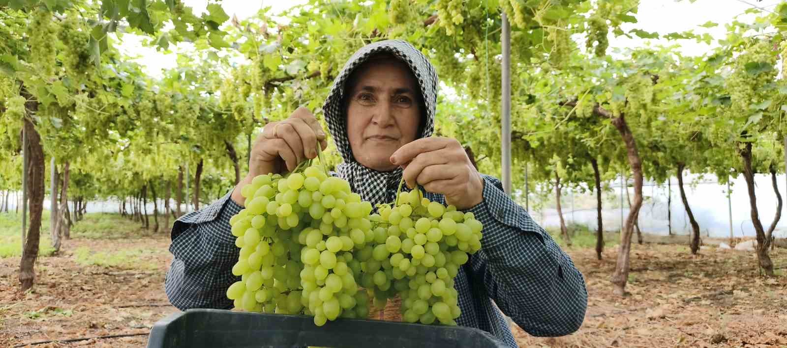Silifke’de sezonun ilk üzümü hasat edildi, kilosu 600 TL’den ihraç edildi 8 silifkede sezonun ilk uzumu hasat edildi kilosu 600 tlden ihrac edildi 4 Sg7S1Idp