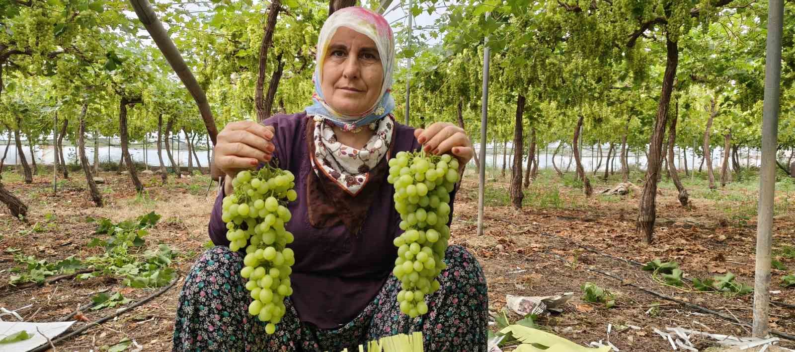 Silifke’de sezonun ilk üzümü hasat edildi, kilosu 600 TL’den ihraç edildi 9 silifkede sezonun ilk uzumu hasat edildi kilosu 600 tlden ihrac edildi 5 QVMGHmw8