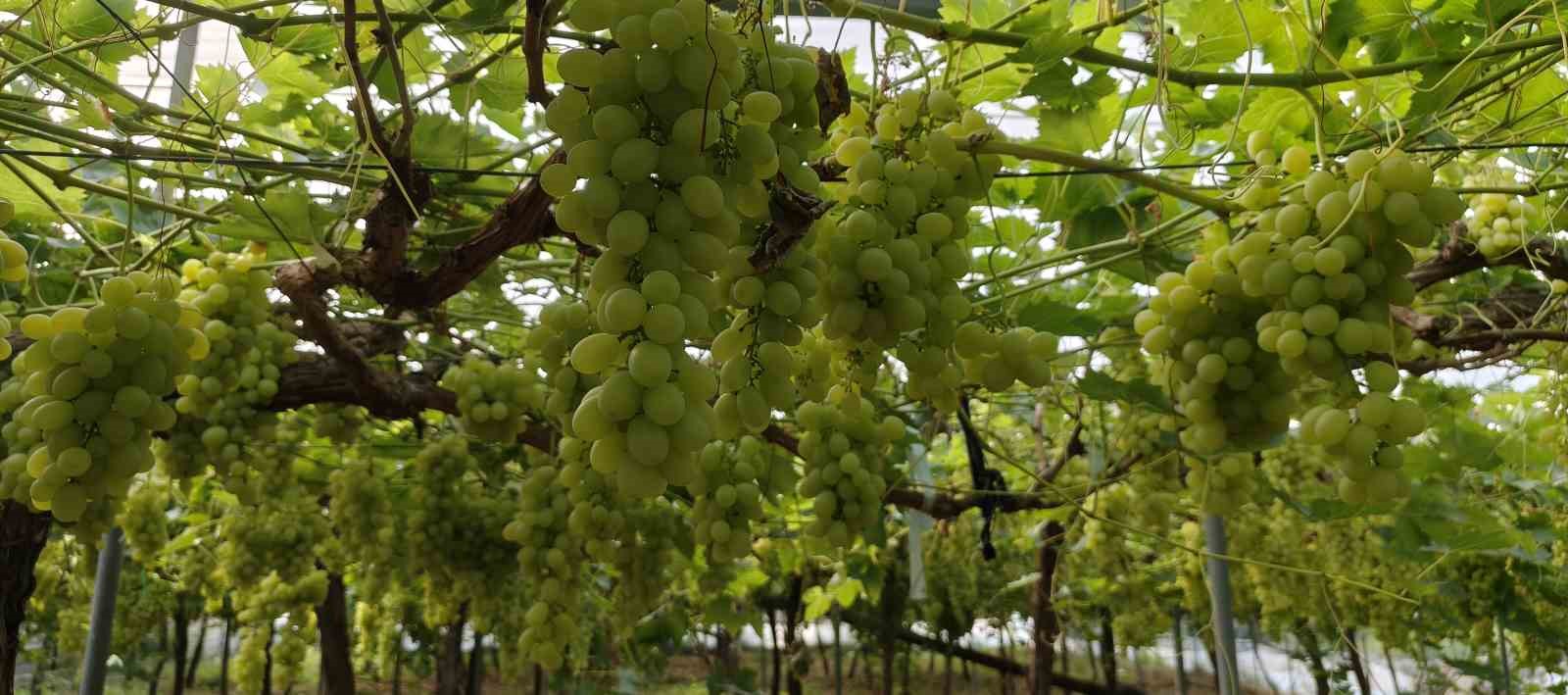 Silifke’de sezonun ilk üzümü hasat edildi, kilosu 600 TL’den ihraç edildi 10 silifkede sezonun ilk uzumu hasat edildi kilosu 600 tlden ihrac edildi 6 5PemwJLO