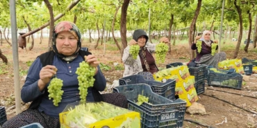 silifkede-sezonun-ilk-uzumu-hasat-edildi-kilosu-600-tlden-ihrac-edildi-jm2VhVaF.jpg
