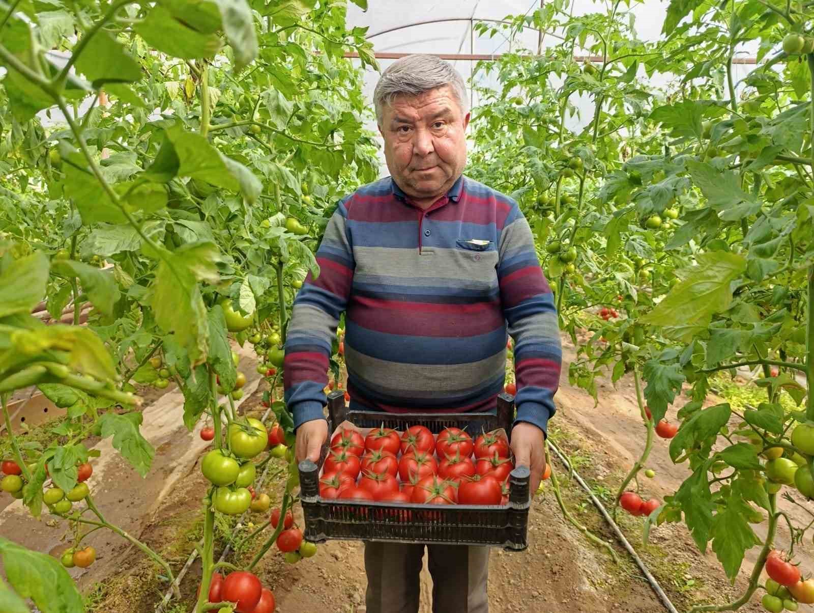 simavda yetisen cografi isaretli eynal domatesi pazarlarda ilgi goruyor 0 3F9uwM8w