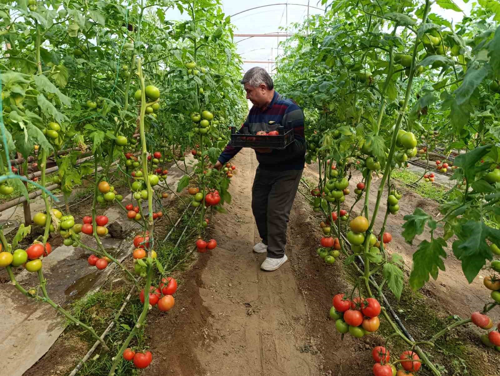 simavda yetisen cografi isaretli eynal domatesi pazarlarda ilgi goruyor 1 pL44Vj5z