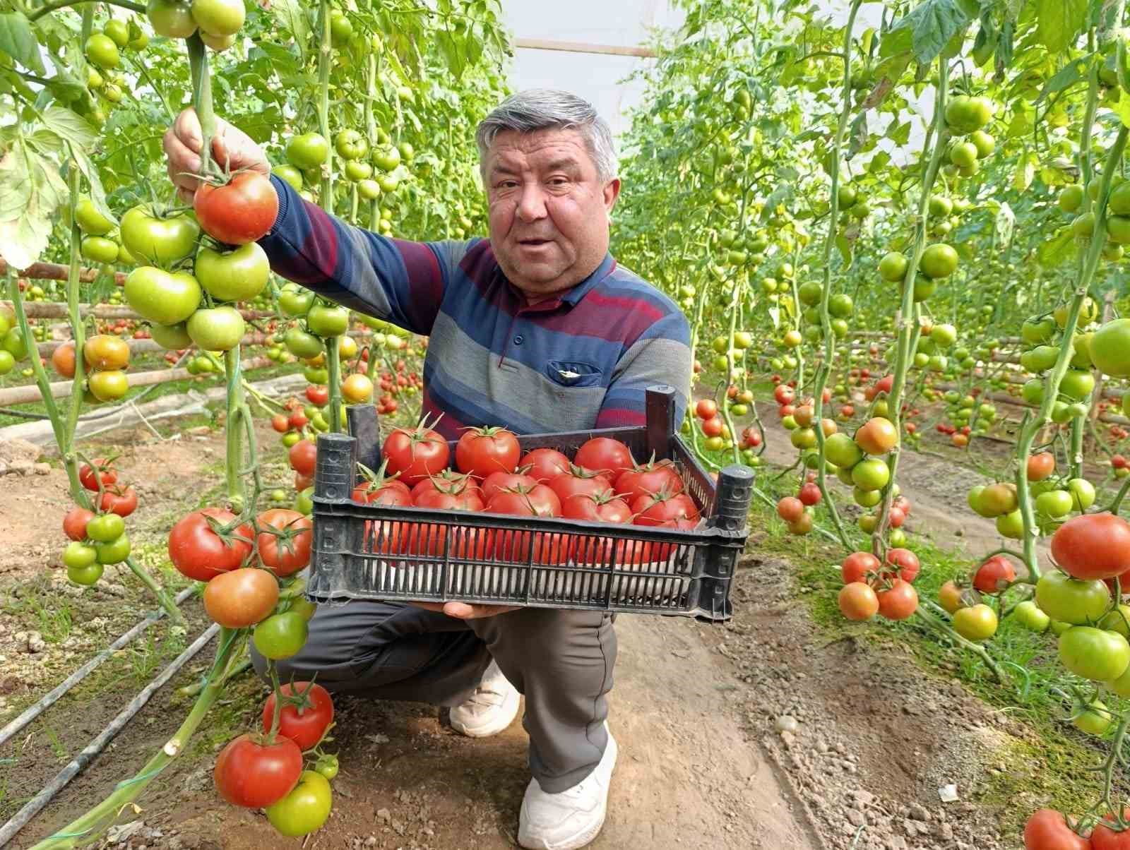 simavda yetisen cografi isaretli eynal domatesi pazarlarda ilgi goruyor 3 rWSdyKpF