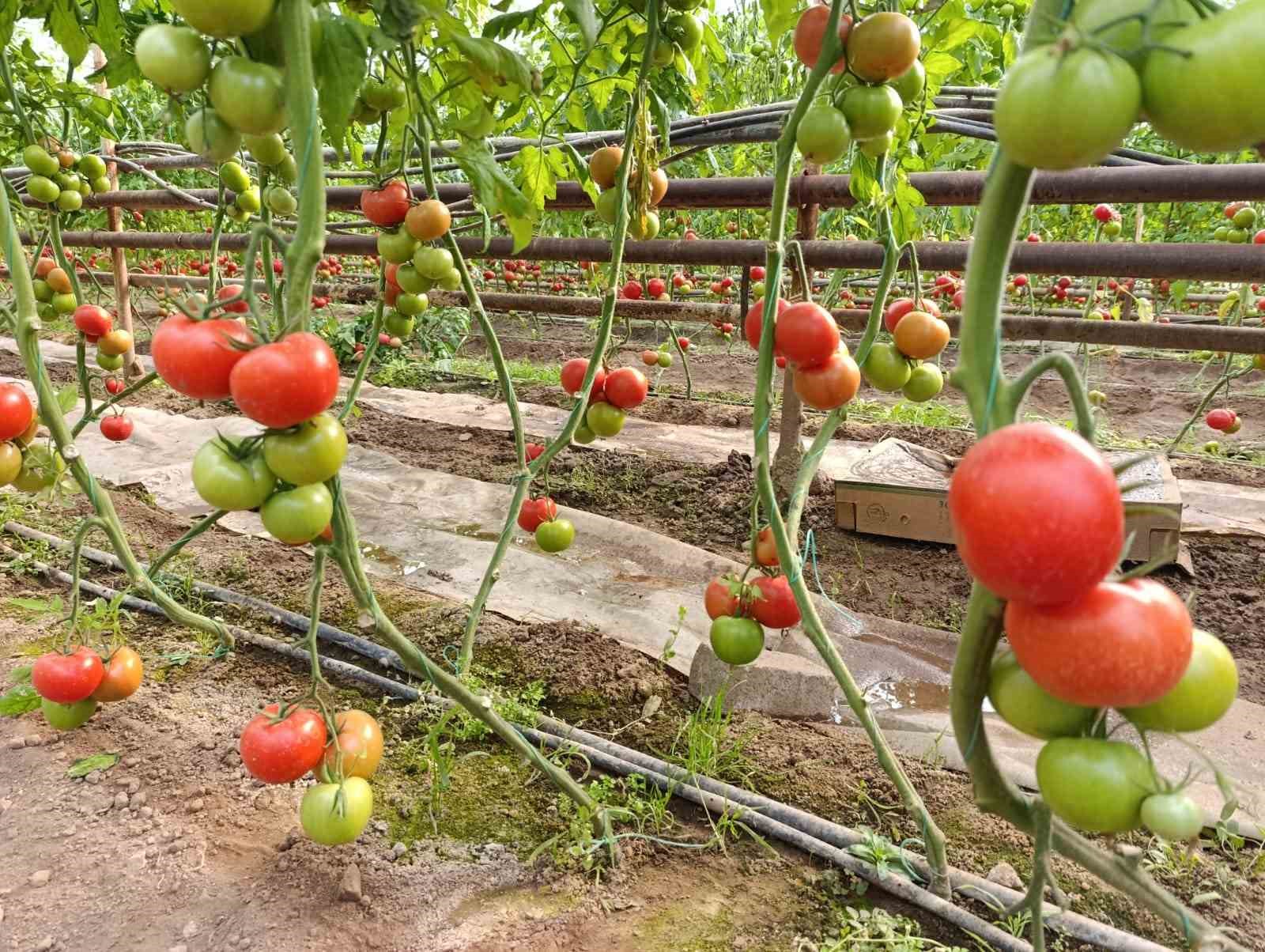 simavda yetisen cografi isaretli eynal domatesi pazarlarda ilgi goruyor 4 8gU25E32