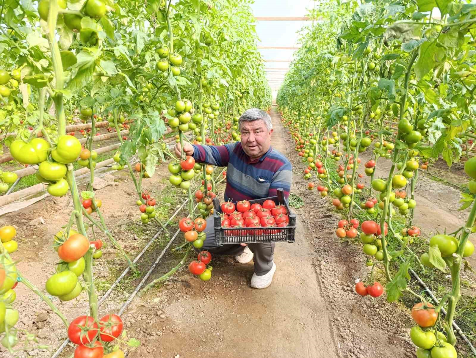 simavda yetisen cografi isaretli eynal domatesi pazarlarda ilgi goruyor 5 eTpuQ6YL