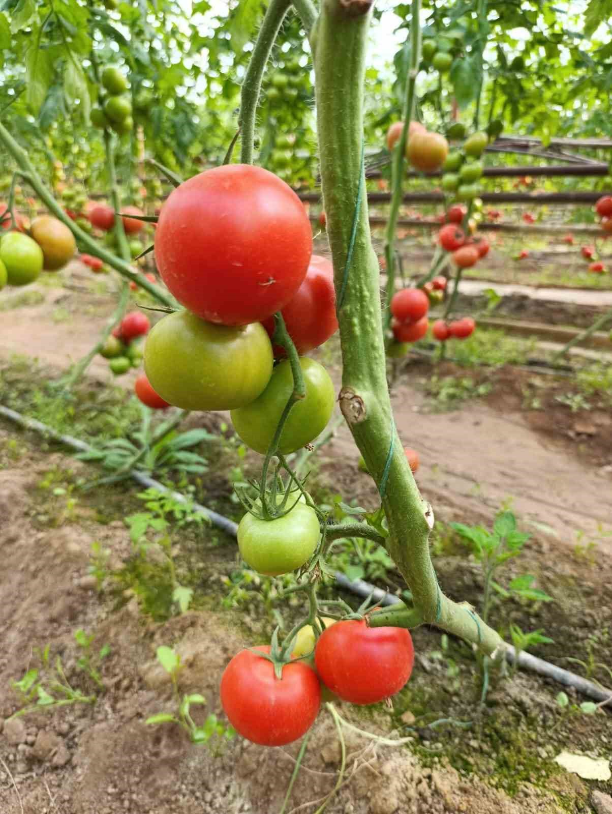 simavda yetisen cografi isaretli eynal domatesi pazarlarda ilgi goruyor 6 mASY6a9X
