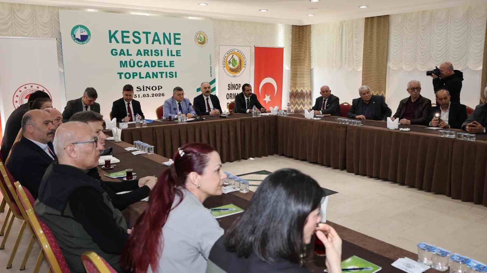 sinop kestanesi tehlikede gal arisi uretimi ve ariciligi vuruyor 1