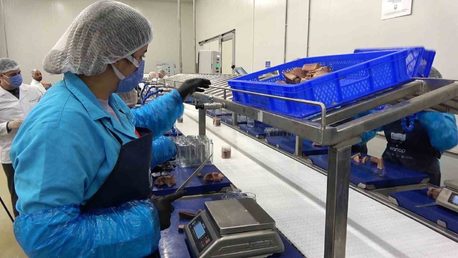 Sinop lakerdası kalkınmanın yeni markası olmaya hazırlanıyor 6 sinop lakerdasi kalkinmanin yeni markasi olmaya hazirlaniyor 2 XZPb4Kaa