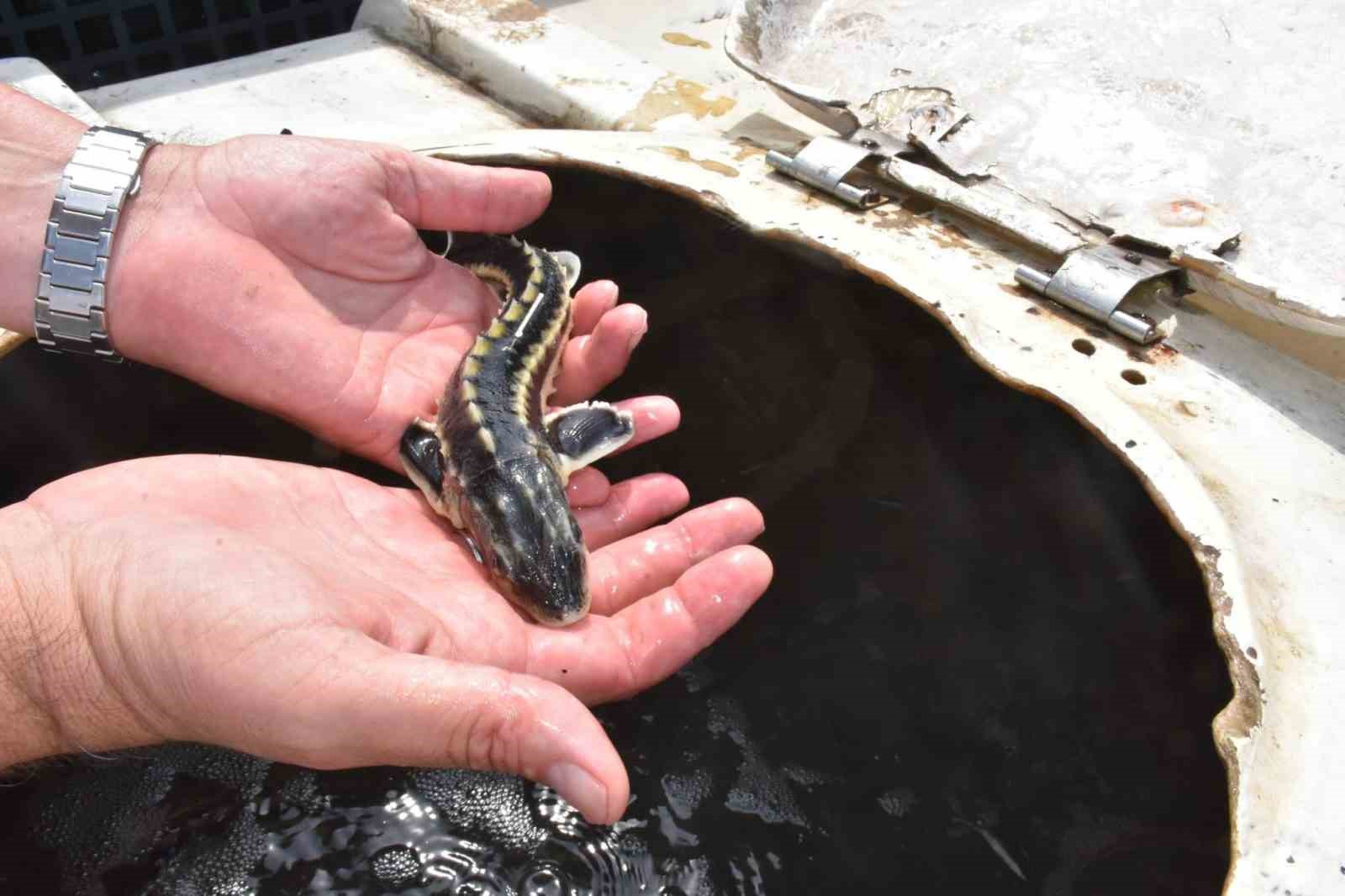 Sinop’ta 2 bin 500 mersin balığı denize salındı 6 sinopta 2 bin 500 mersin baligi denize salindi 2