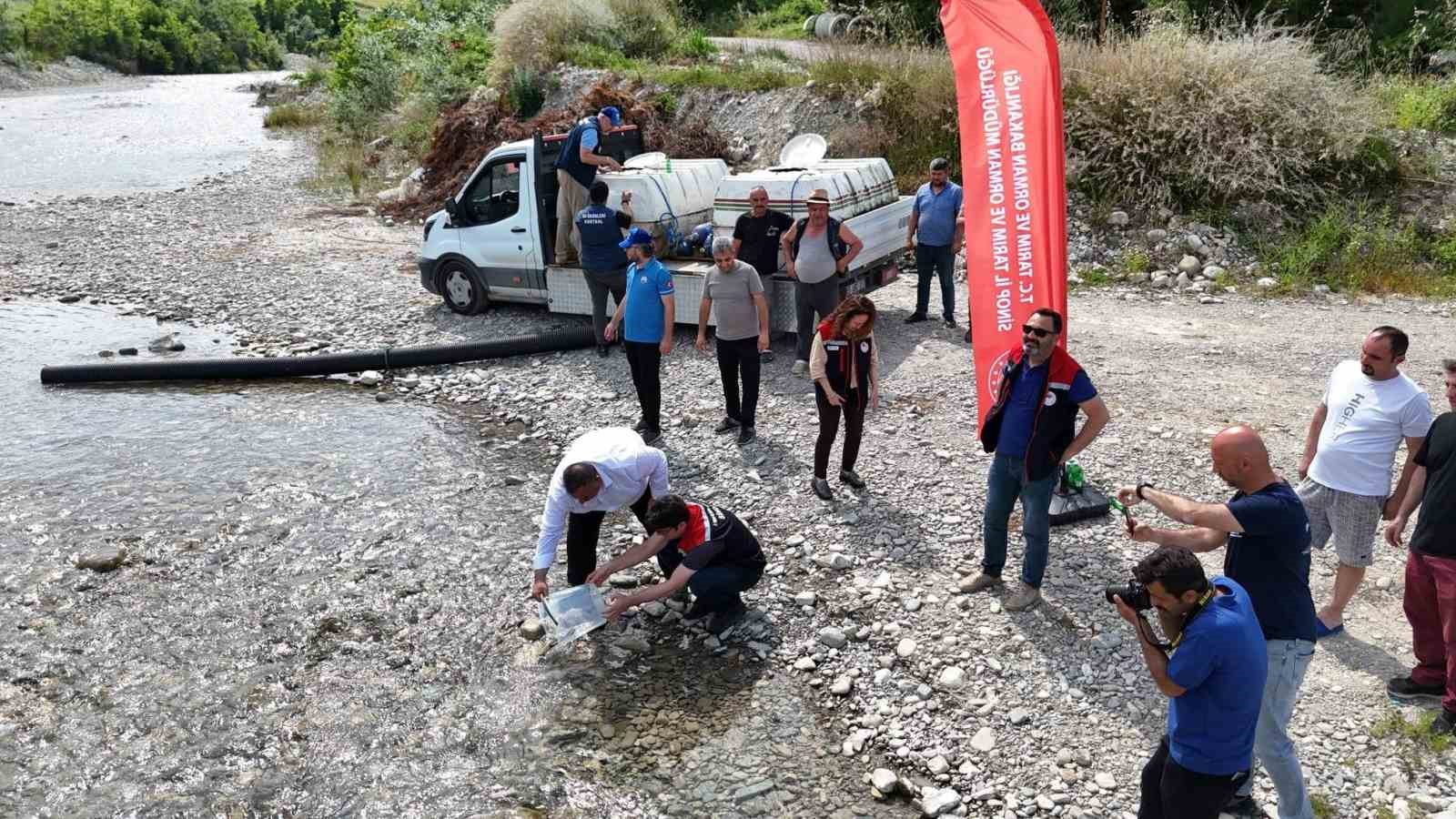 Sinop’ta 2 bin 500 mersin balığı denize salındı 7 sinopta 2 bin 500 mersin baligi denize salindi 3 b6tYhTGj