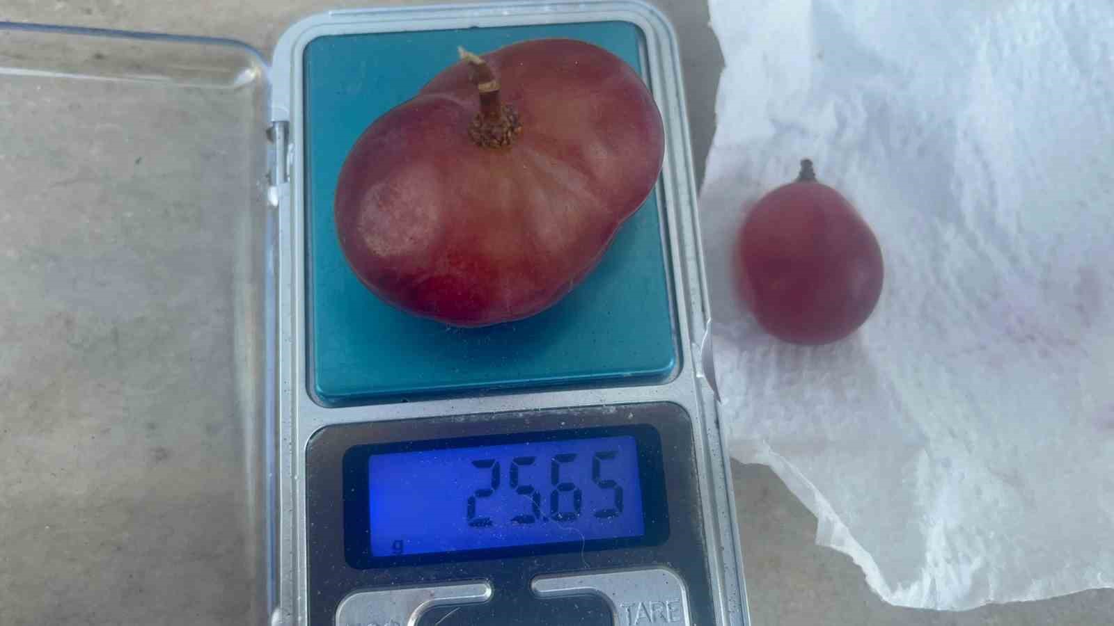 sira disi uzum tanesi gorenleri hayrete dusurdu 4 miAk6282