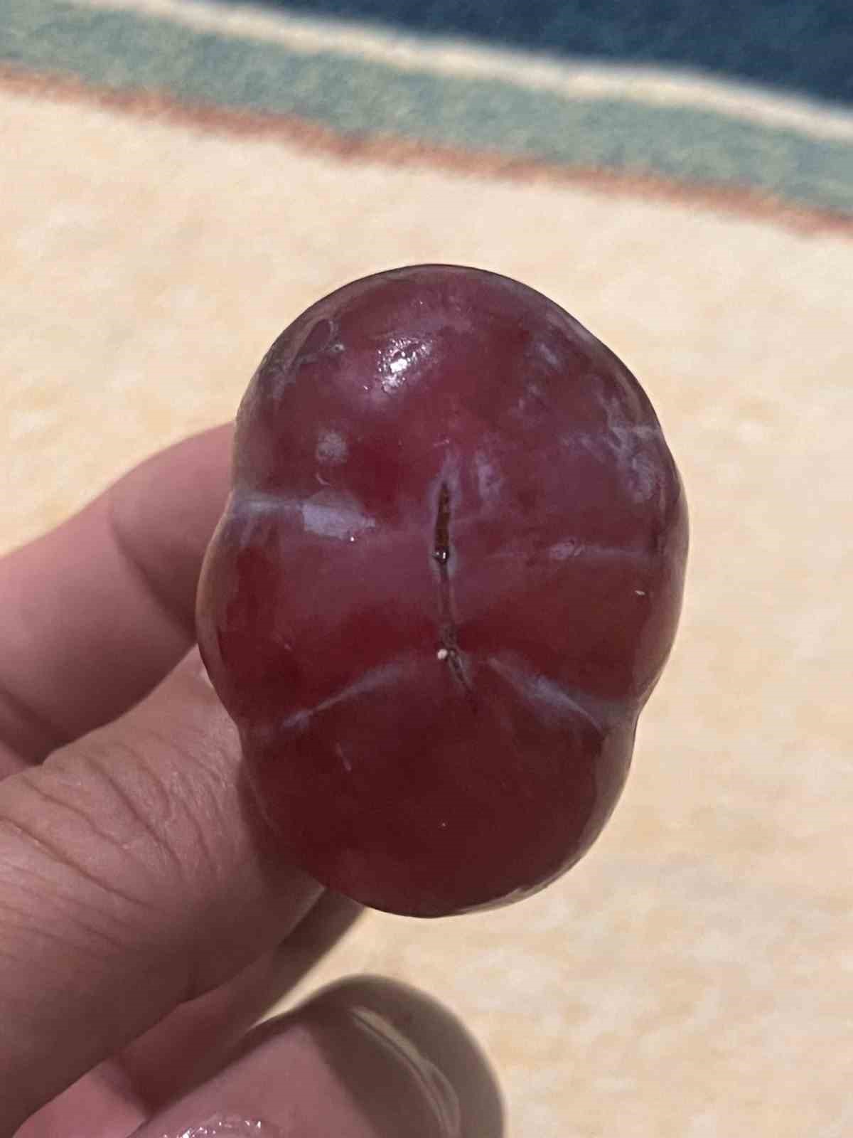 sira disi uzum tanesi gorenleri hayrete dusurdu 5 zvMepJUM