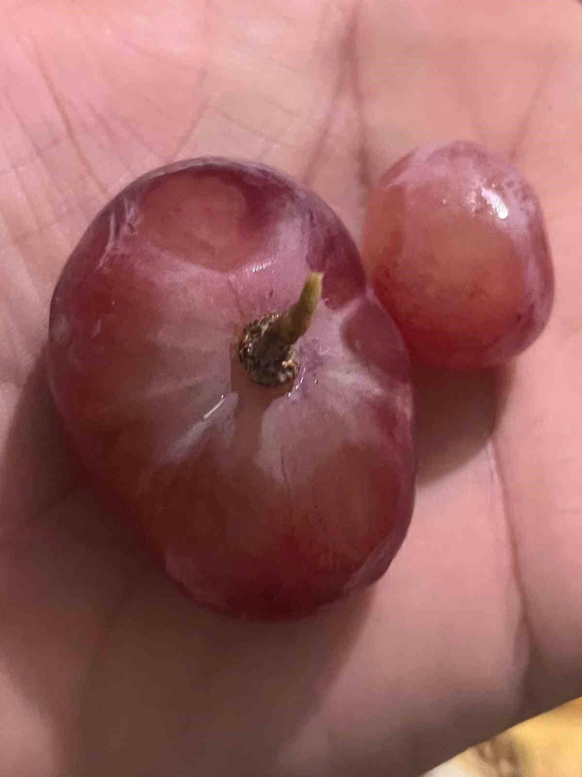 sira disi uzum tanesi gorenleri hayrete dusurdu 6 Ec4Ihgb2