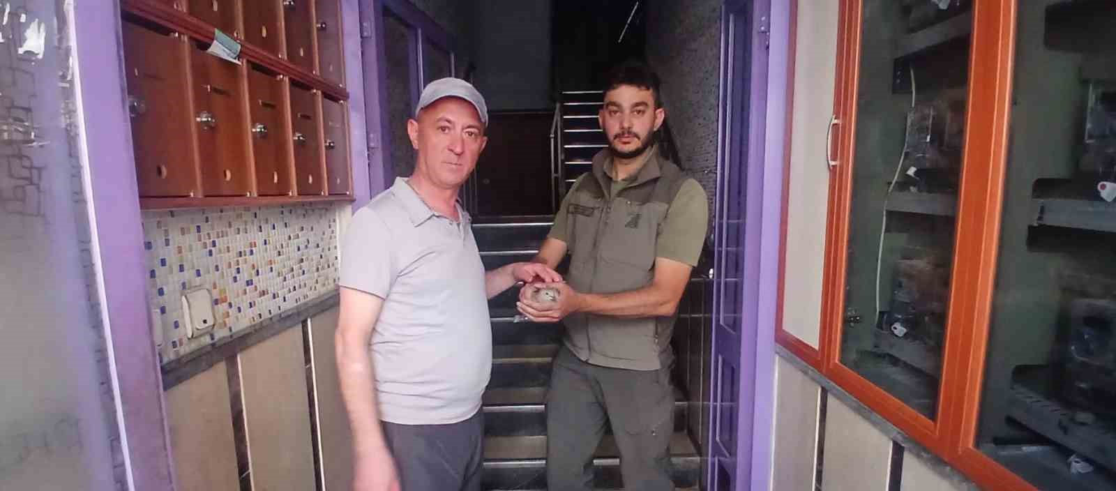 siringayla besledigi yarali kumru en yakin dostu oldu 5 Vr7RzezP