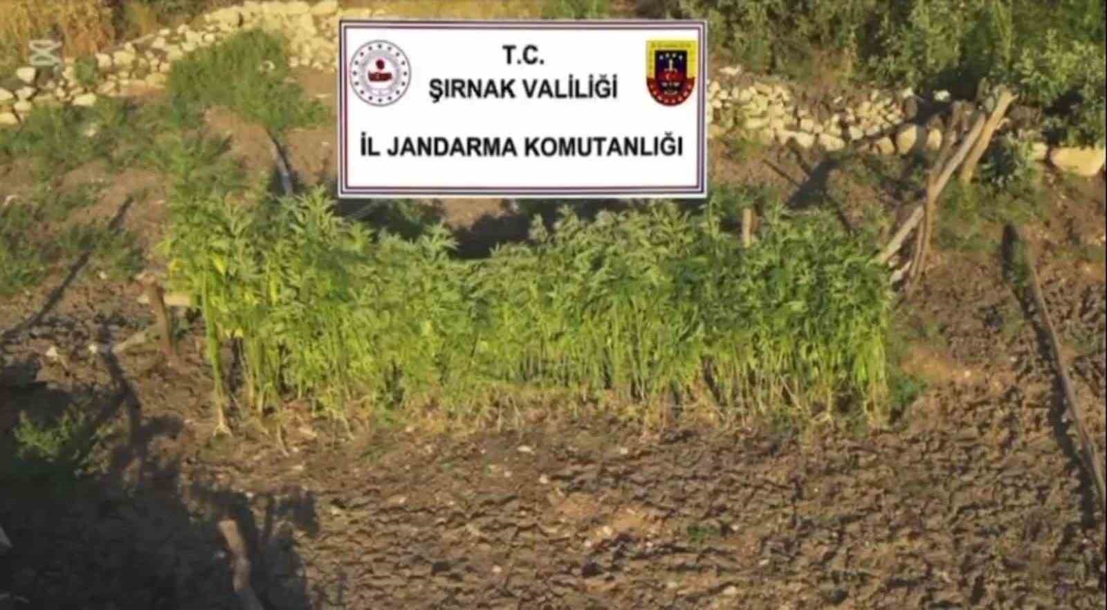 sirnak merkezli 3 ilde uyusturucu operasyonu 5 gozalti 3