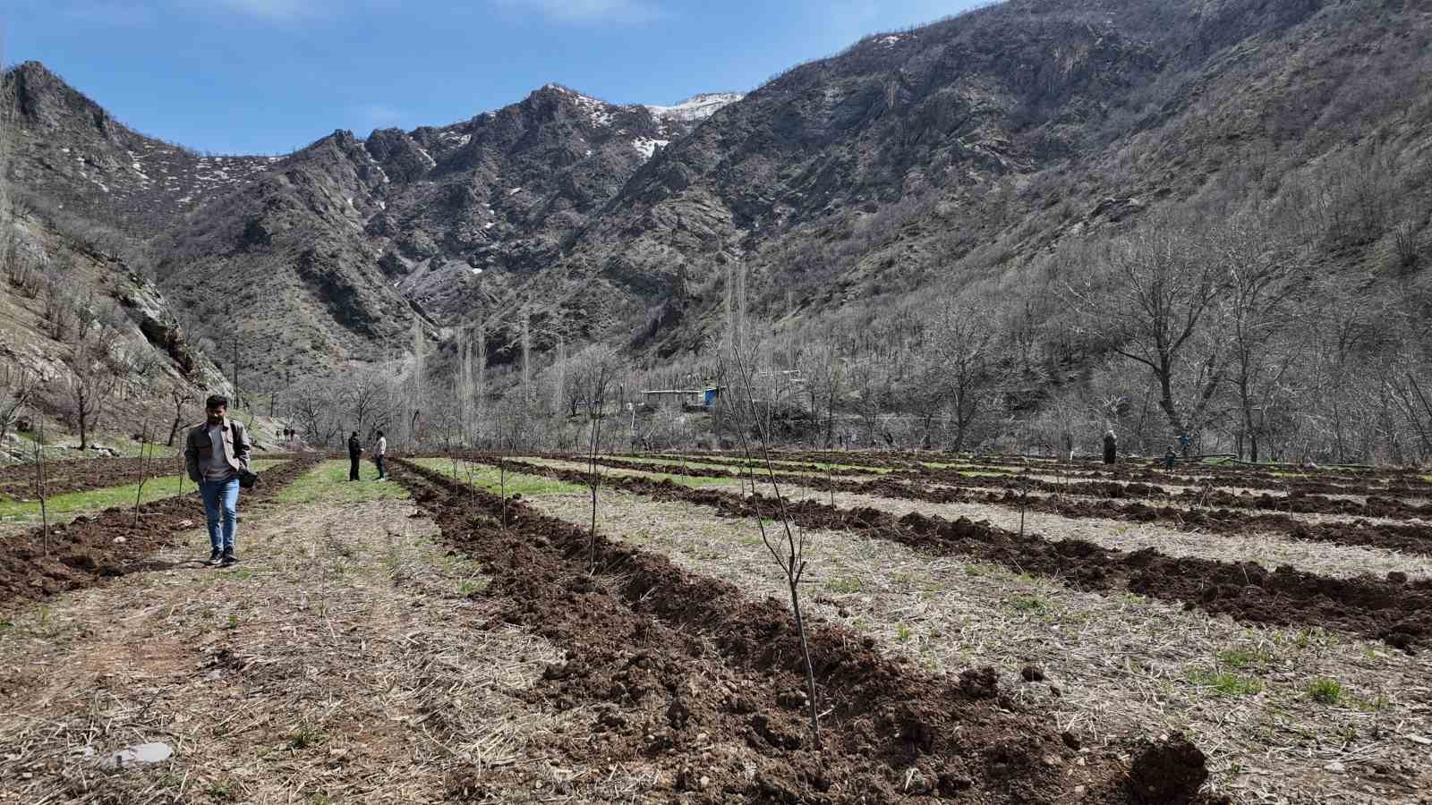 sirnakli ciftci devlet destegiyle butun arazisine meyve fidani dikti 1 p8h5WESu