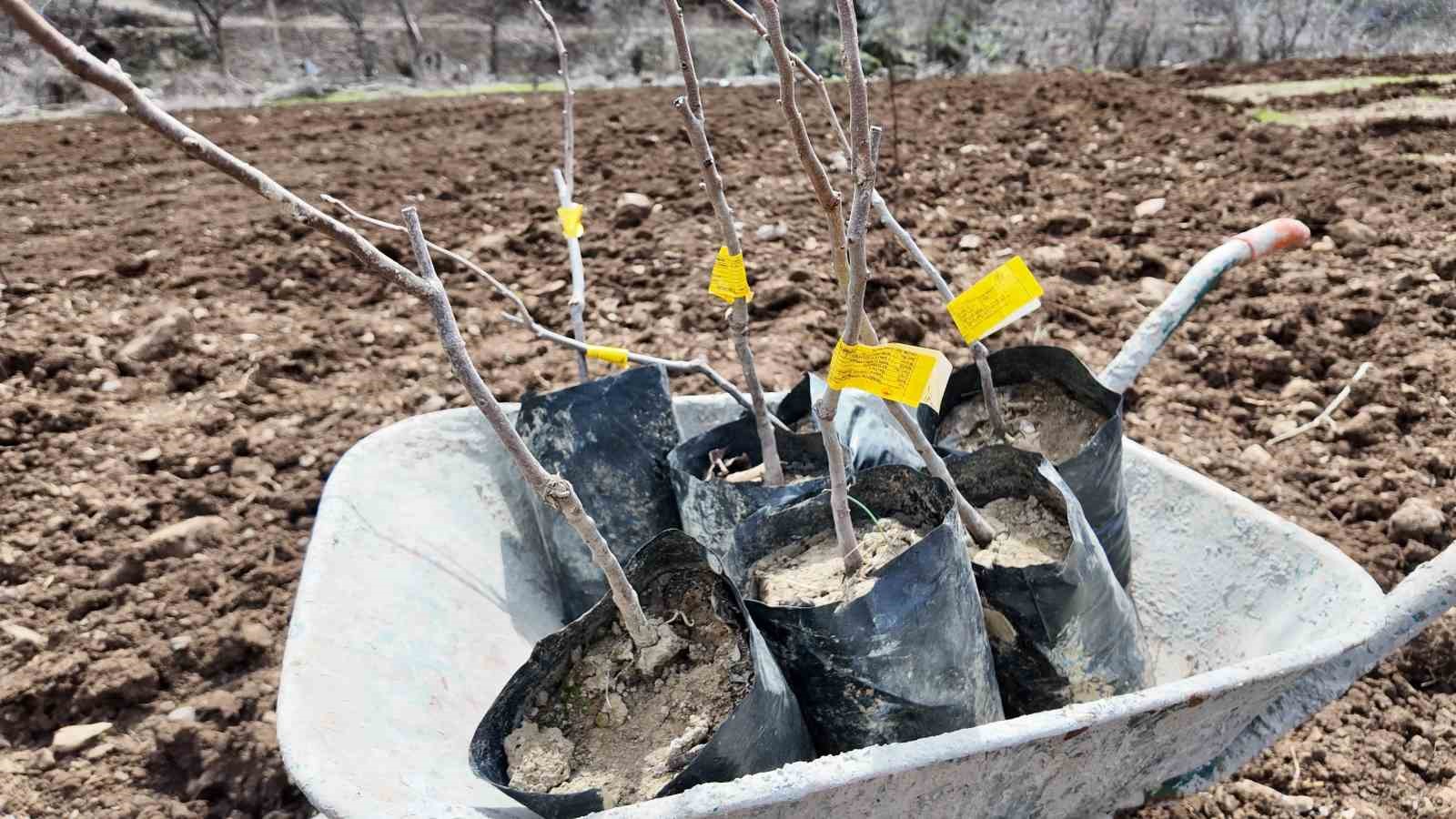 sirnakli ciftci devlet destegiyle butun arazisine meyve fidani dikti 5 pEOG8H3F