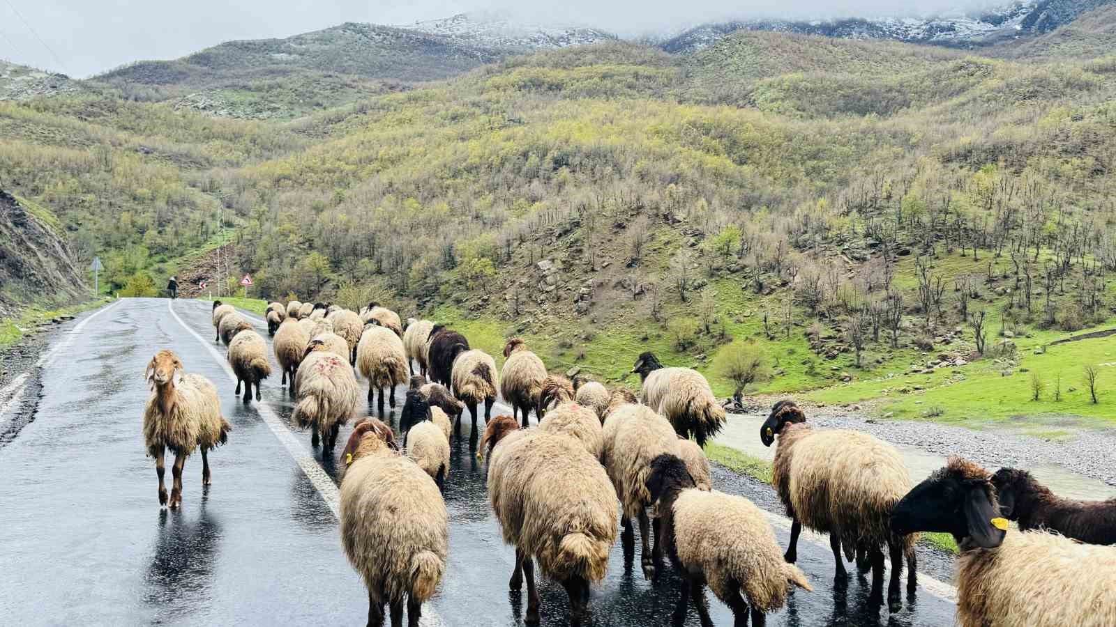 sirnakta 1 milyonun uzerinde kucukbas yaylalardan ovalara iniyor 0 38MFNkXn