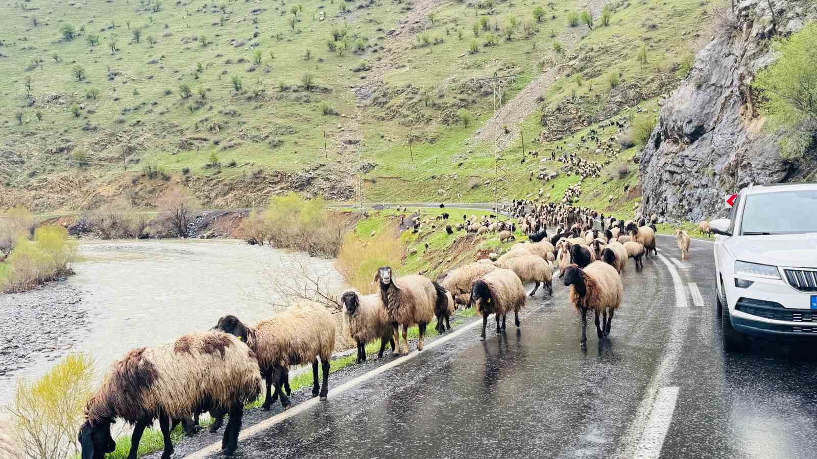 sirnakta 1 milyonun uzerinde kucukbas yaylalardan ovalara iniyor 1