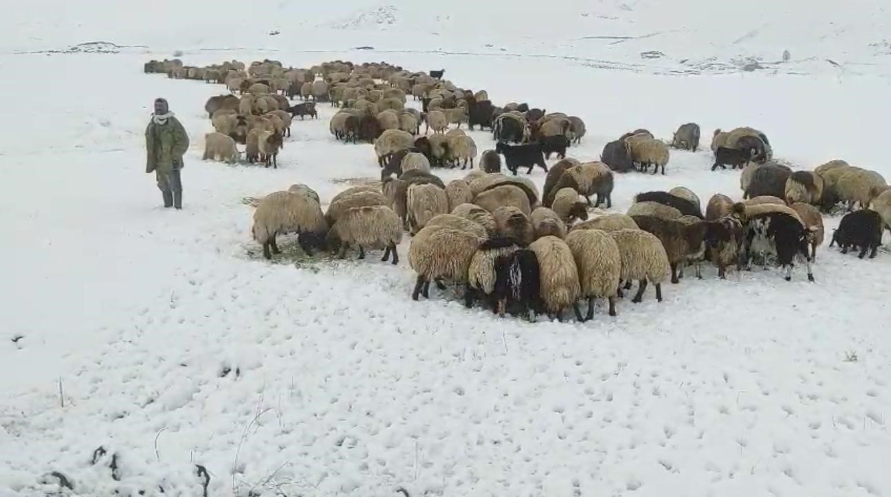 sirnakta 1 milyonun uzerinde kucukbas yaylalardan ovalara iniyor 2 iBEmWHCp