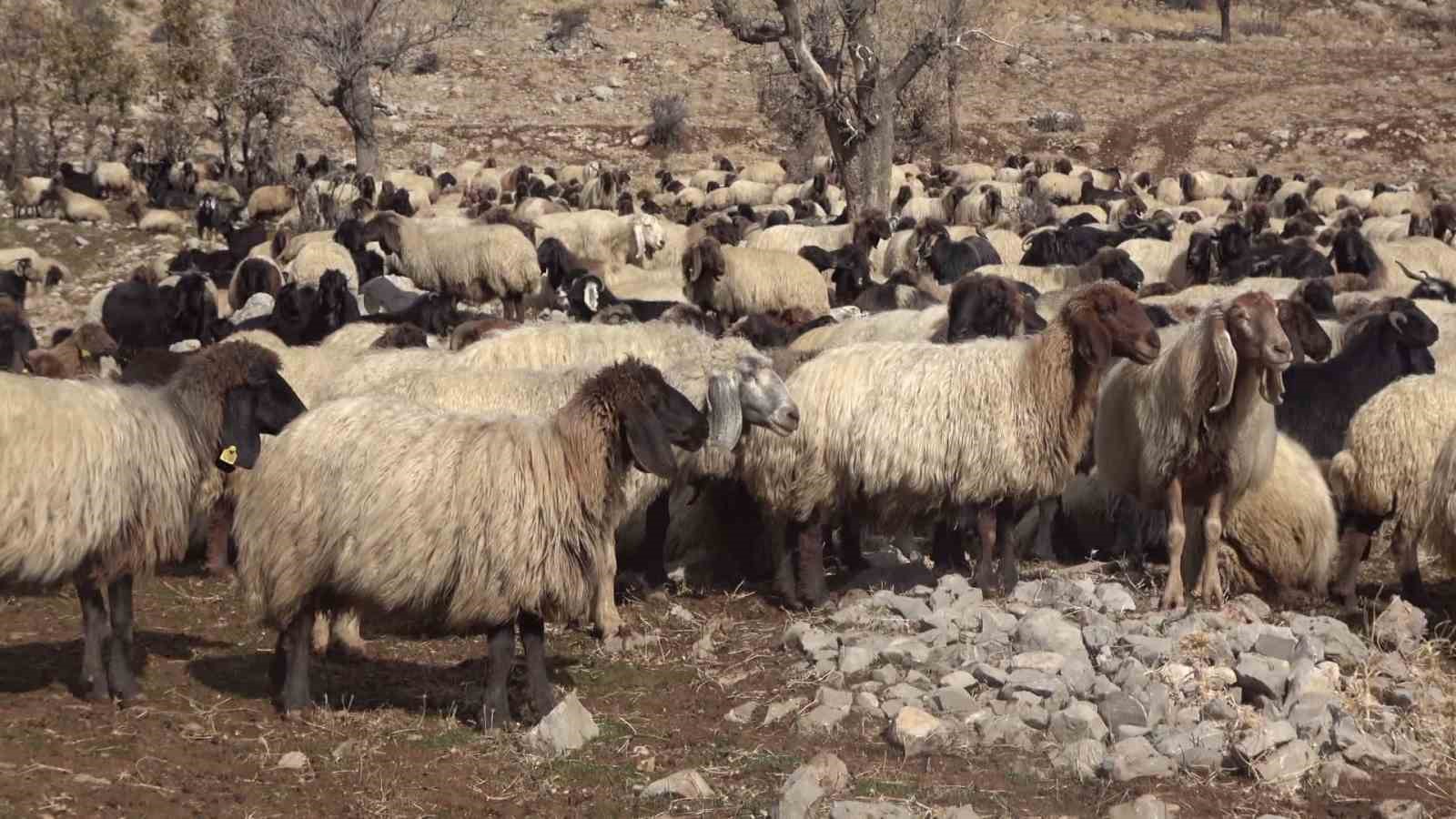 sirnakta 1 milyonun uzerinde kucukbas yaylalardan ovalara iniyor 5 fhO3mv26