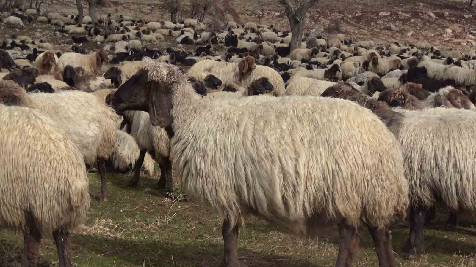 sirnakta 1 milyonun uzerinde kucukbas yaylalardan ovalara iniyor 6 w9whzXeH