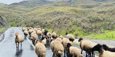 sirnakta-1-milyonun-uzerinde-kucukbas-yaylalardan-ovalara-iniyor-ObjHwAbb.jpg
