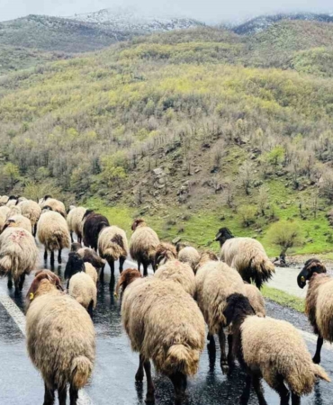 sirnakta-1-milyonun-uzerinde-kucukbas-yaylalardan-ovalara-iniyor-ObjHwAbb.jpg