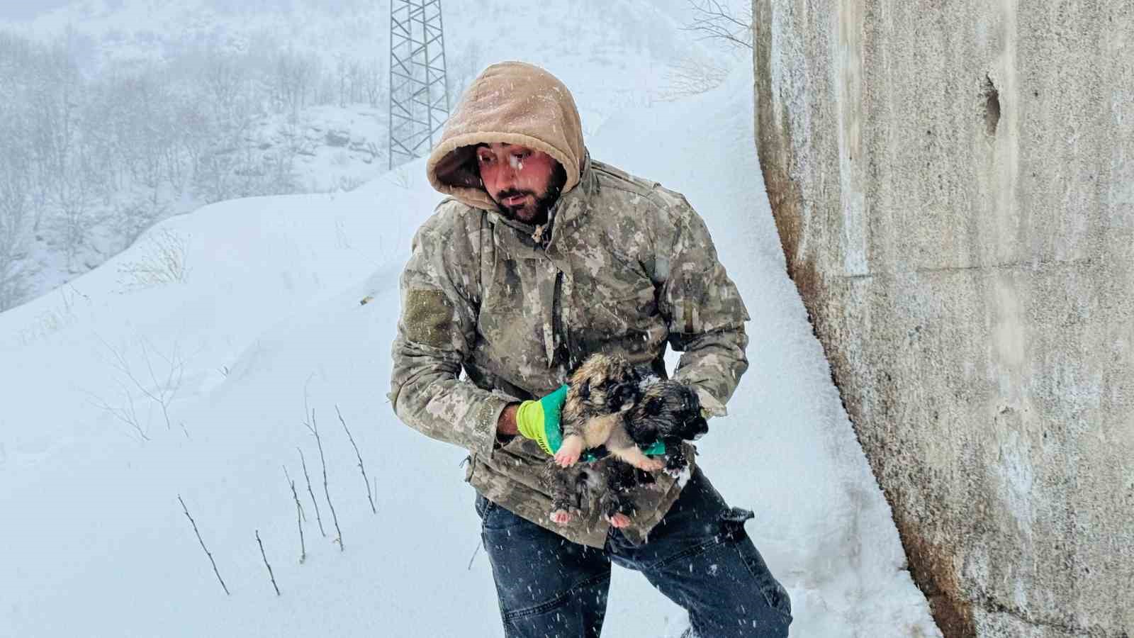 sirnakta 12 kopek yavrusu donmak uzereyken kurtarildi 3 kpAqurlu